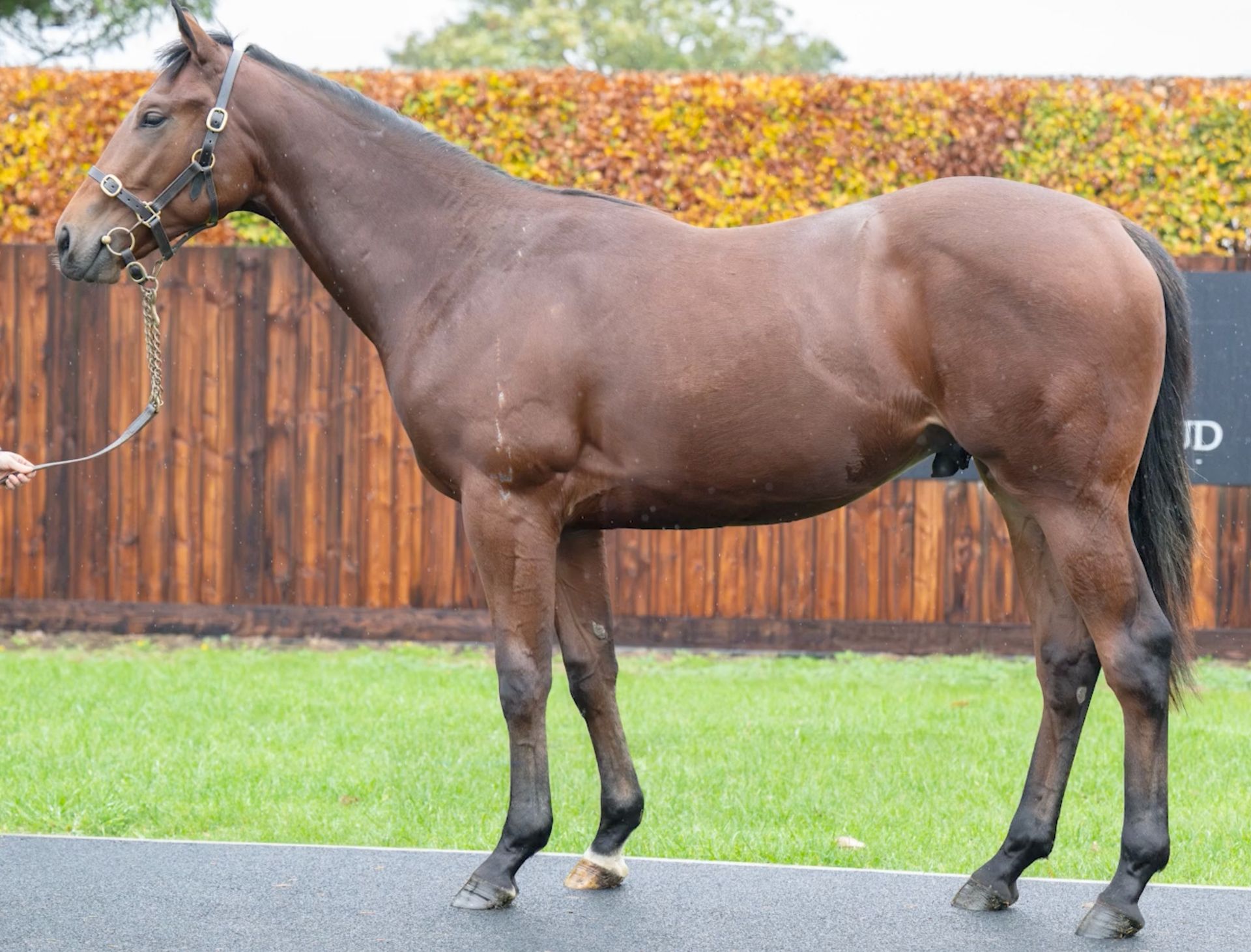 Brown horse standing on pavement, with a wooden fence background.
