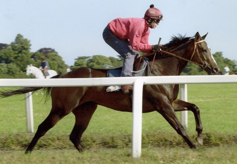 A jockey in pink rides a brown horse along a track, side view. Green grass, white fence, and trees are in background.