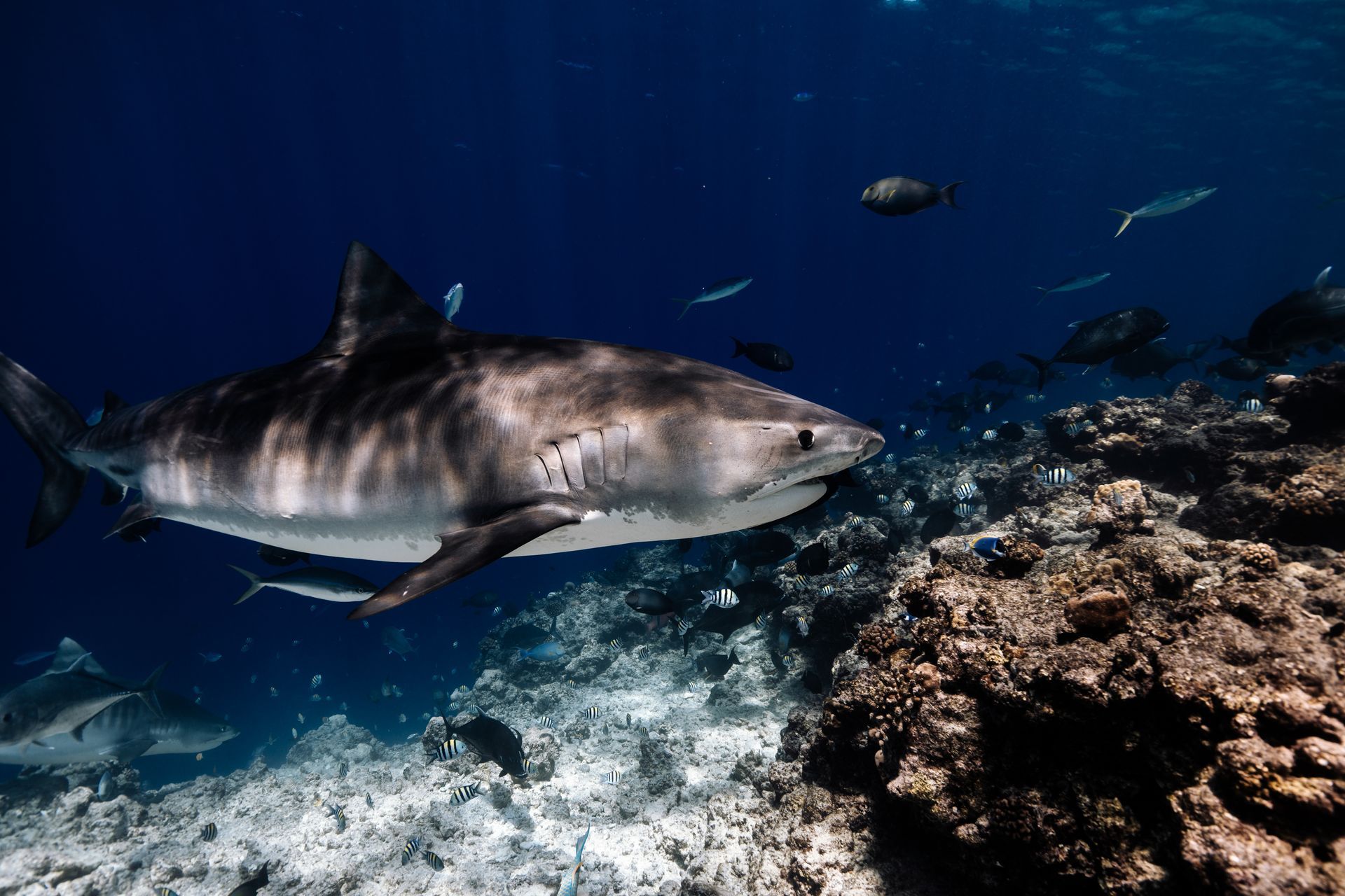 Ocean Explorer Combo — Diving and Fishing in Fuvahmulah, Maldives