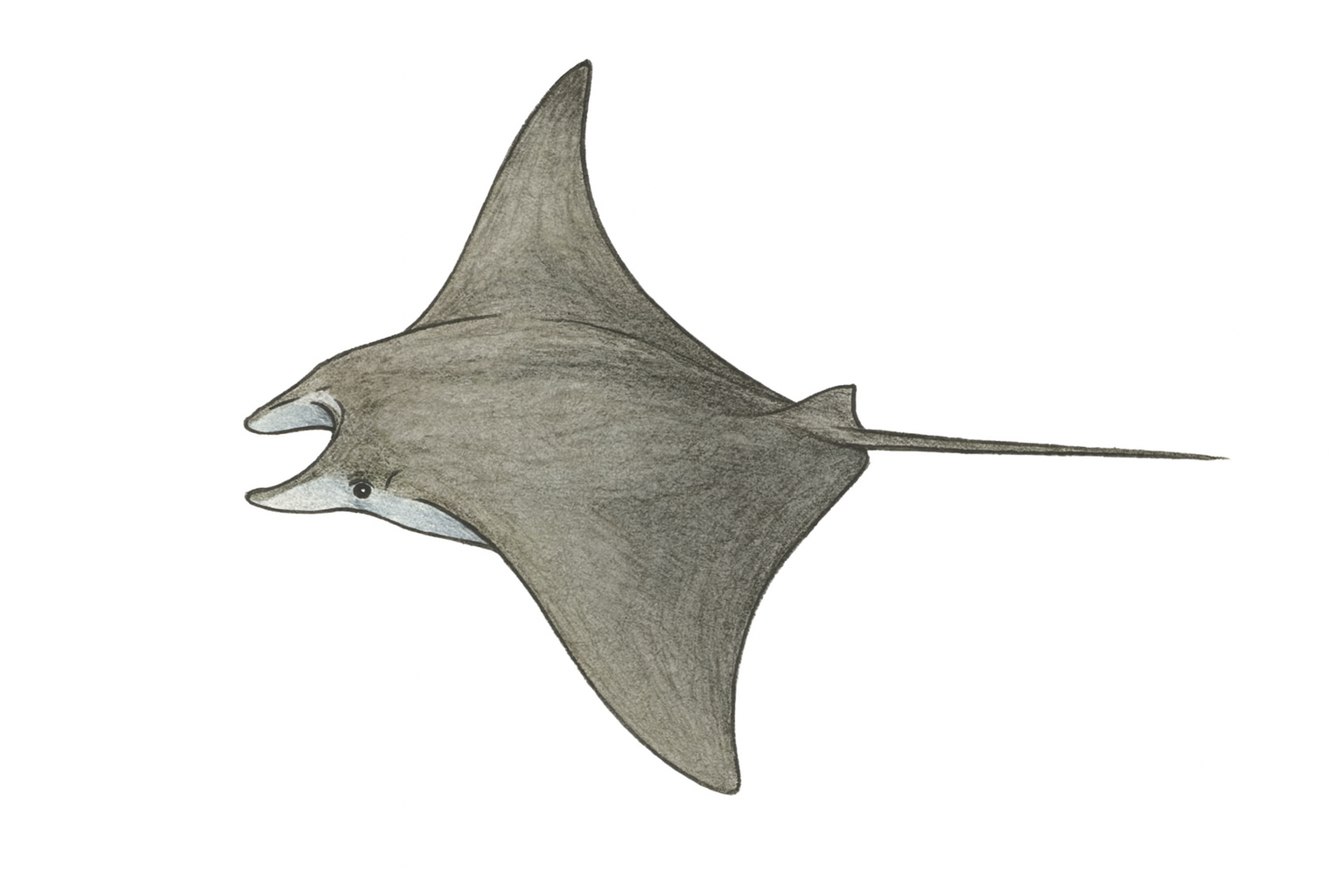 Devil Rays (Mobula spp.) – Fuvahmulah