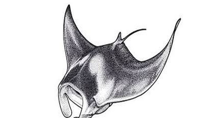 Giant Oceanic Manta (Mobula birostris) – Fuvahmulah