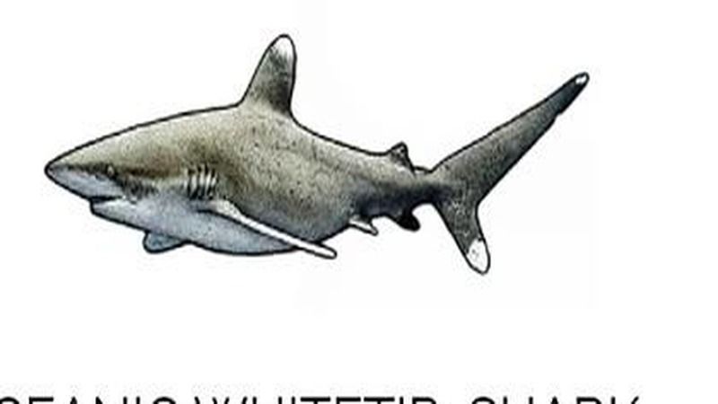 Oceanic Whitetip (Carcharhinus longimanus) – Fuvahmulah