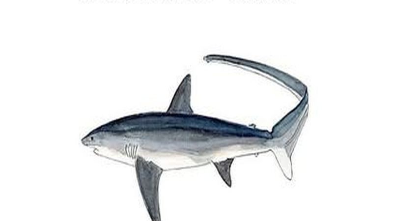 Pelagic Thresher (Alopias pelagicus) – Fuvahmulah