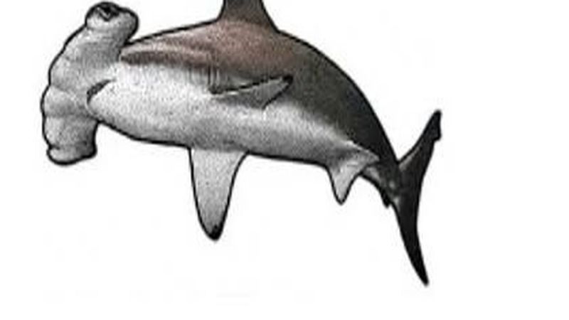 Scalloped Hammerhead (Sphyrna lewini) – Fuvahmulah
