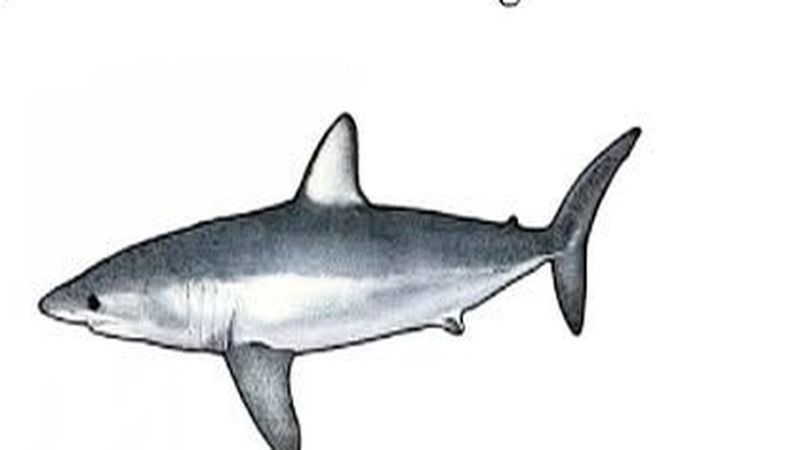 Shortfin Mako (Isurus oxyrinchus) – Fuvahmulah