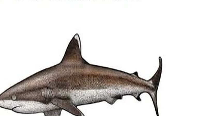 Silvertip Shark (Carcharhinus albimarginatus) – Fuvahmulah