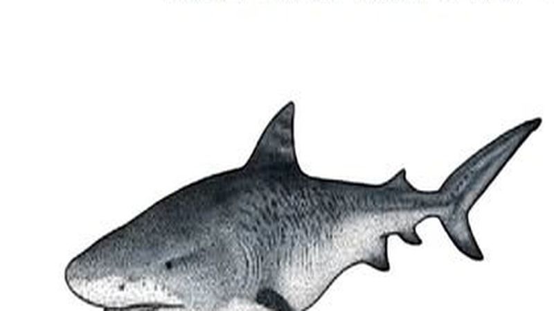 Tiger Shark (Galeocerdo cuvier) – Fuvahmulah