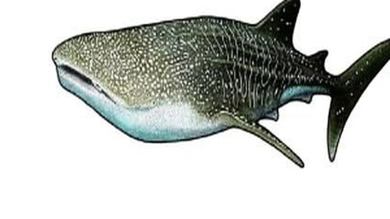Whale Shark (Rhincodon typus) – Fuvahmulah