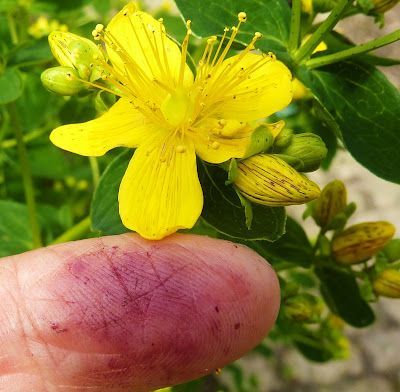 de kracht van sint-janskruid