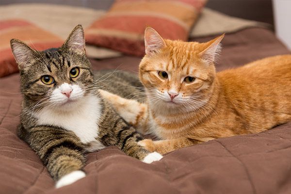 Two cats, one tabby and one orange, lying together on a bed with pillows behind them