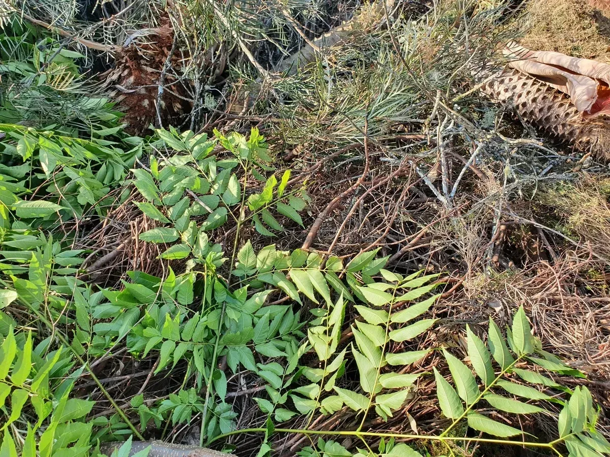 A large pile of branches, bush, and greenery — Hasti Skips in Casino, NSW