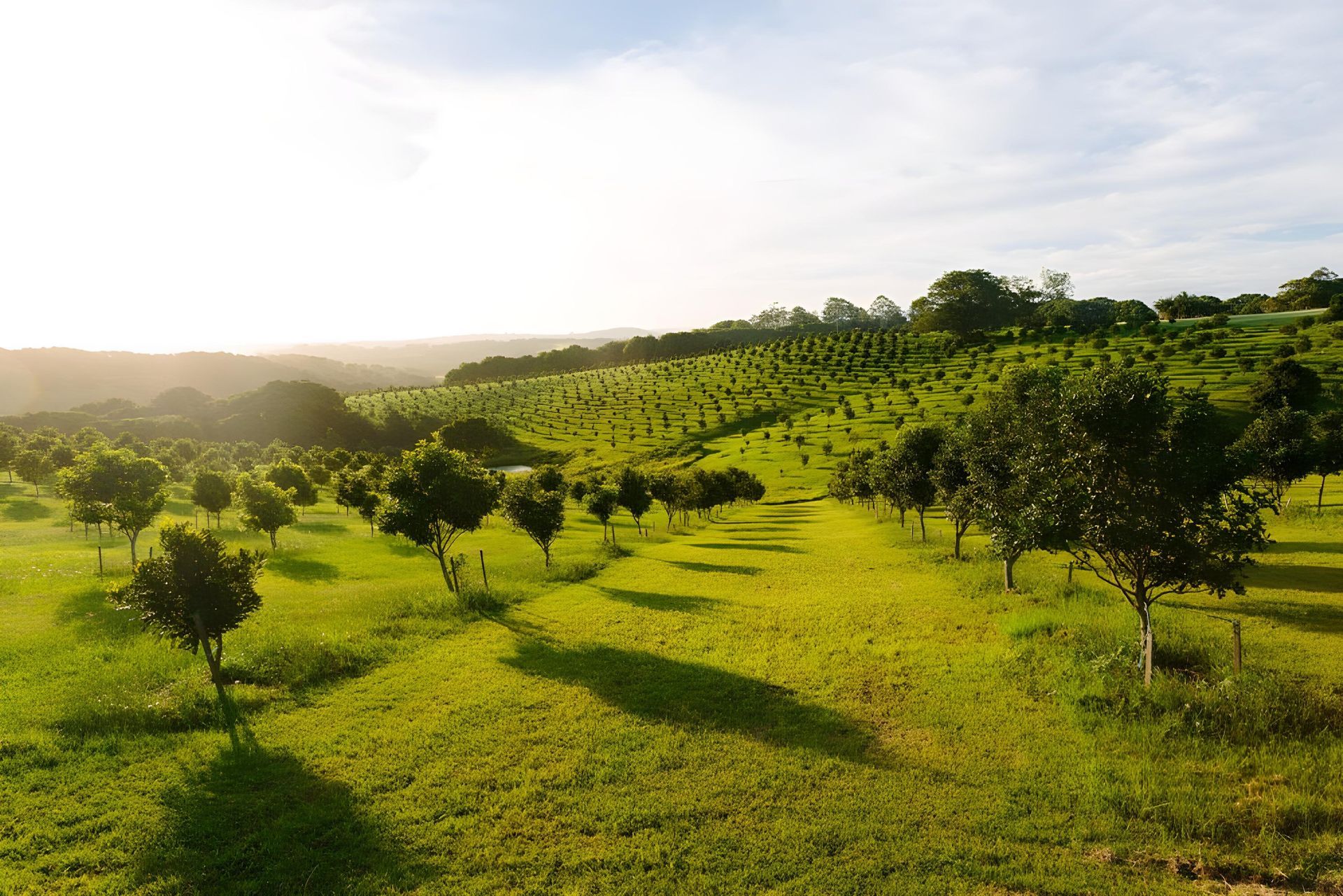Green Orchard With Trees, Bathed in Sunlight, Rolling Hills in the Background — Hasti Skips in Bangalow, NSW