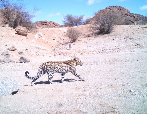Leopard walking across a dry, sandy landscape with scrub brush and rocky hills under a blue sky.