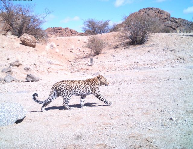Leopard walking across a dry, sandy landscape with scrub brush and rocky hills under a blue sky.