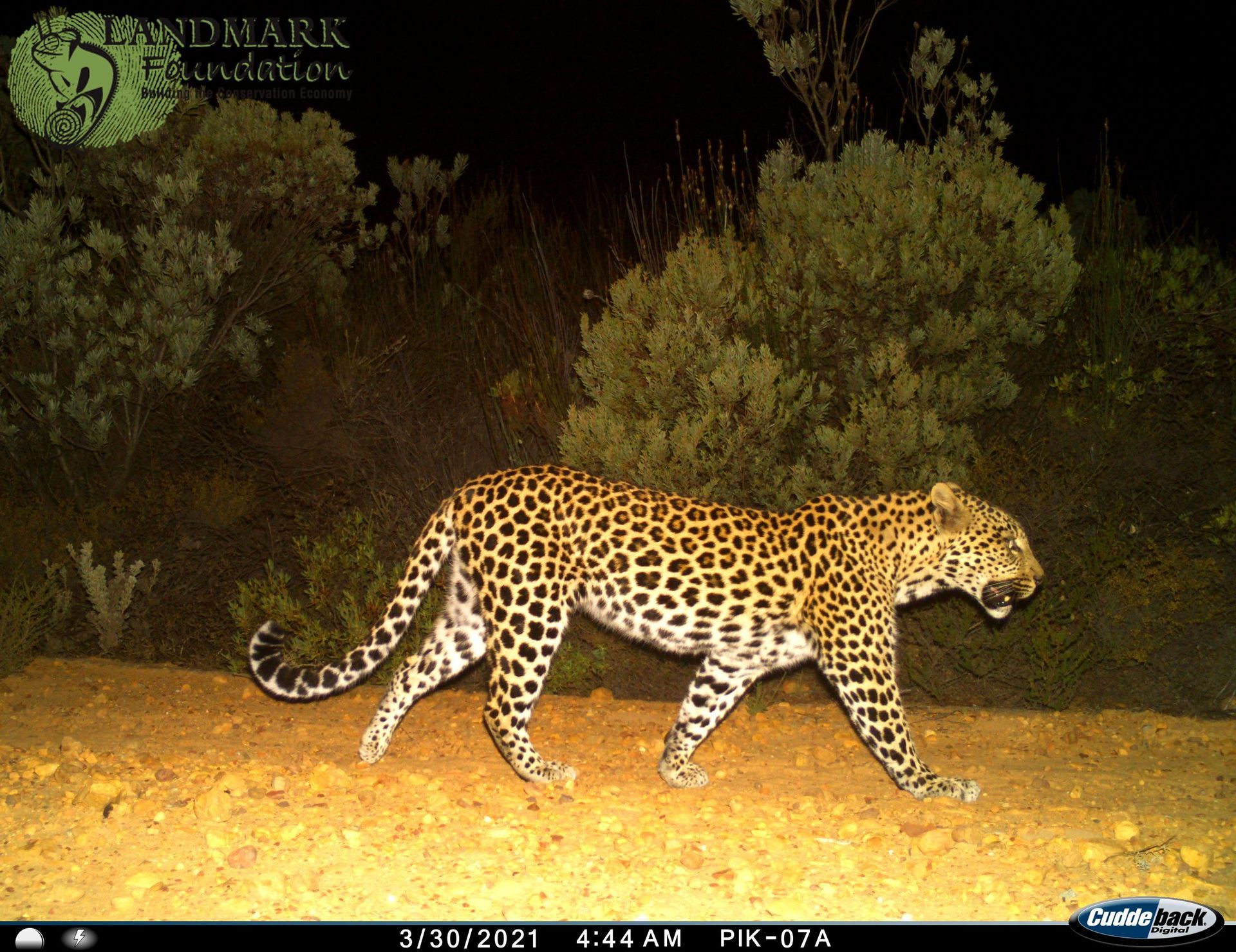 Cape Leopard Conservation | Landmark Rewilding Trust | SA