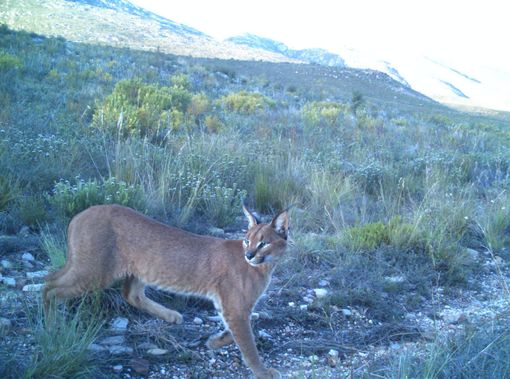 Caracal walking through grassy terrain; tan fur, pointed ears, mountain backdrop.
