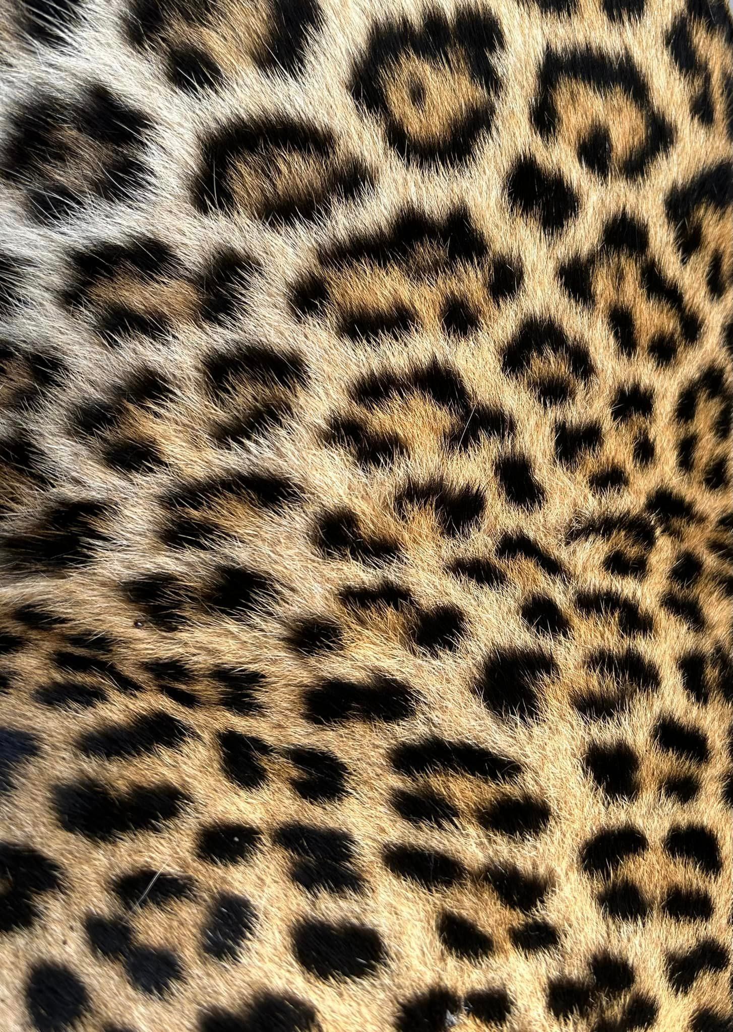 Close-up of leopard fur pattern, featuring black spots on a tan and brown background.