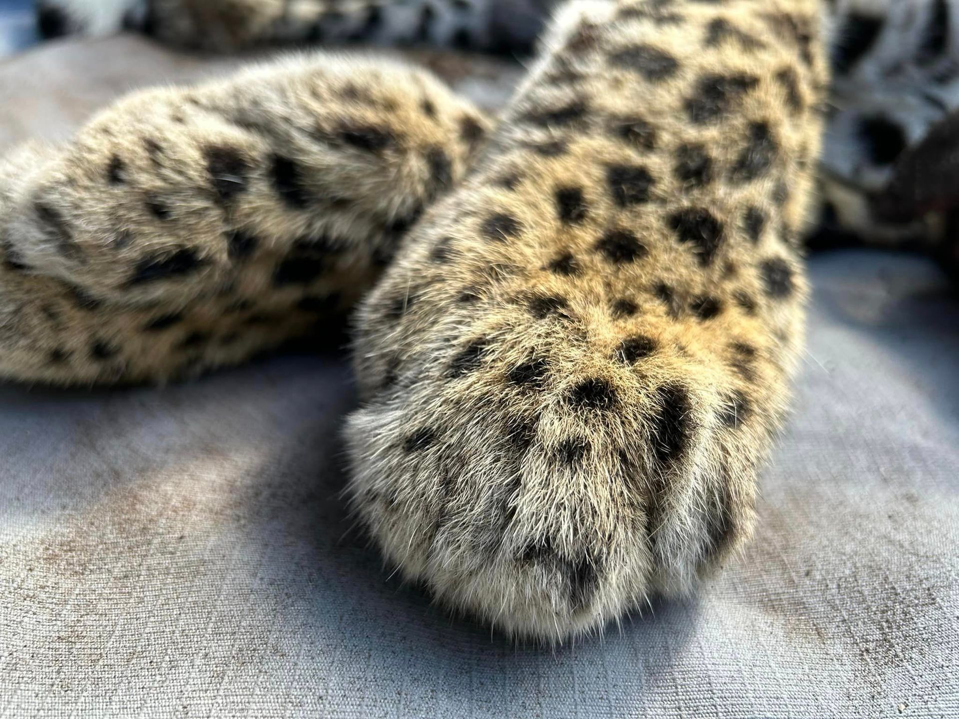 Close-up of snow leopard's furry paws with black spots on a gray surface.