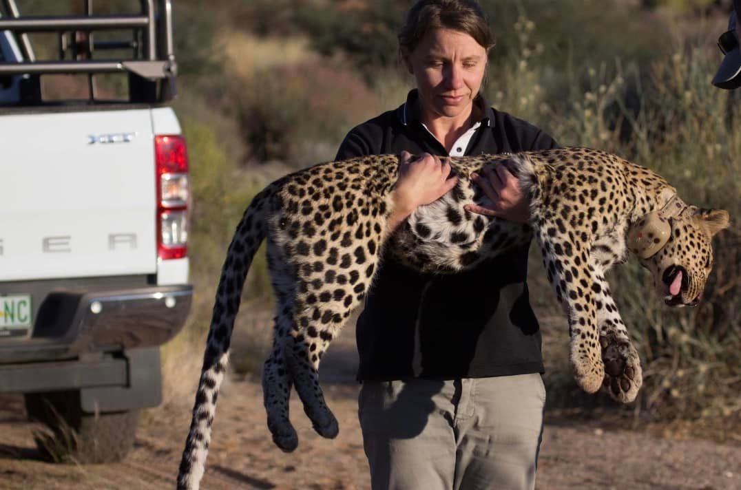Woman holding a sedated leopard outdoors, near a truck. Leopard has spots and is yawning.