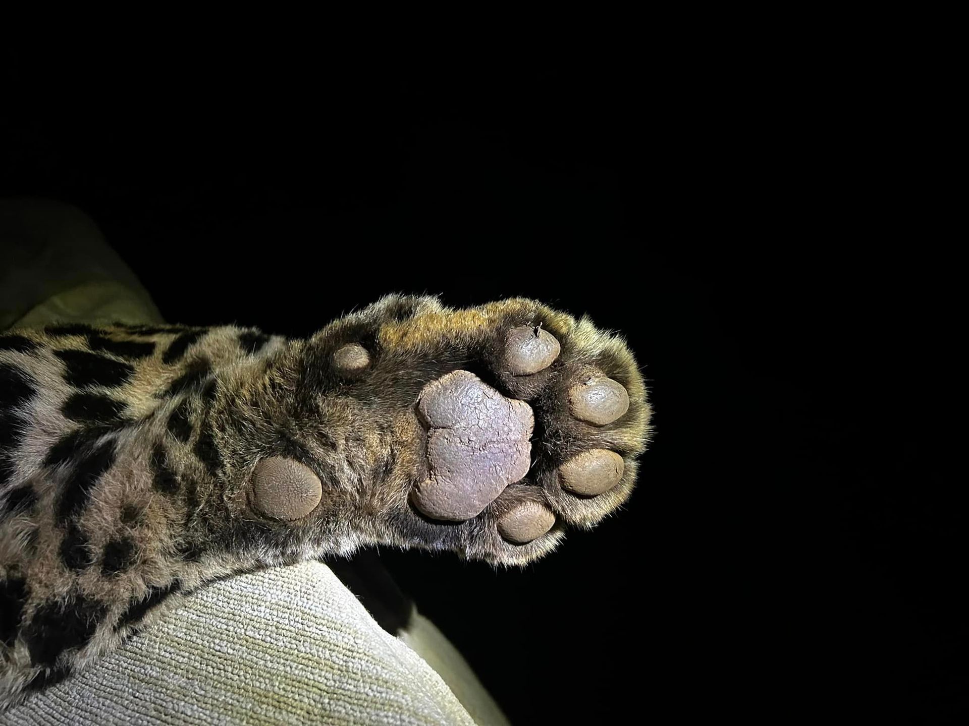 Close-up of a leopard's paw, showing pads and claws against a black background.