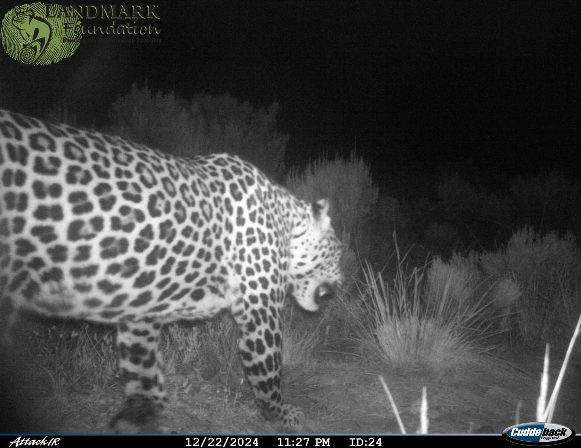 A leopard, with its spots, is captured at night, its mouth open, near tall grass.