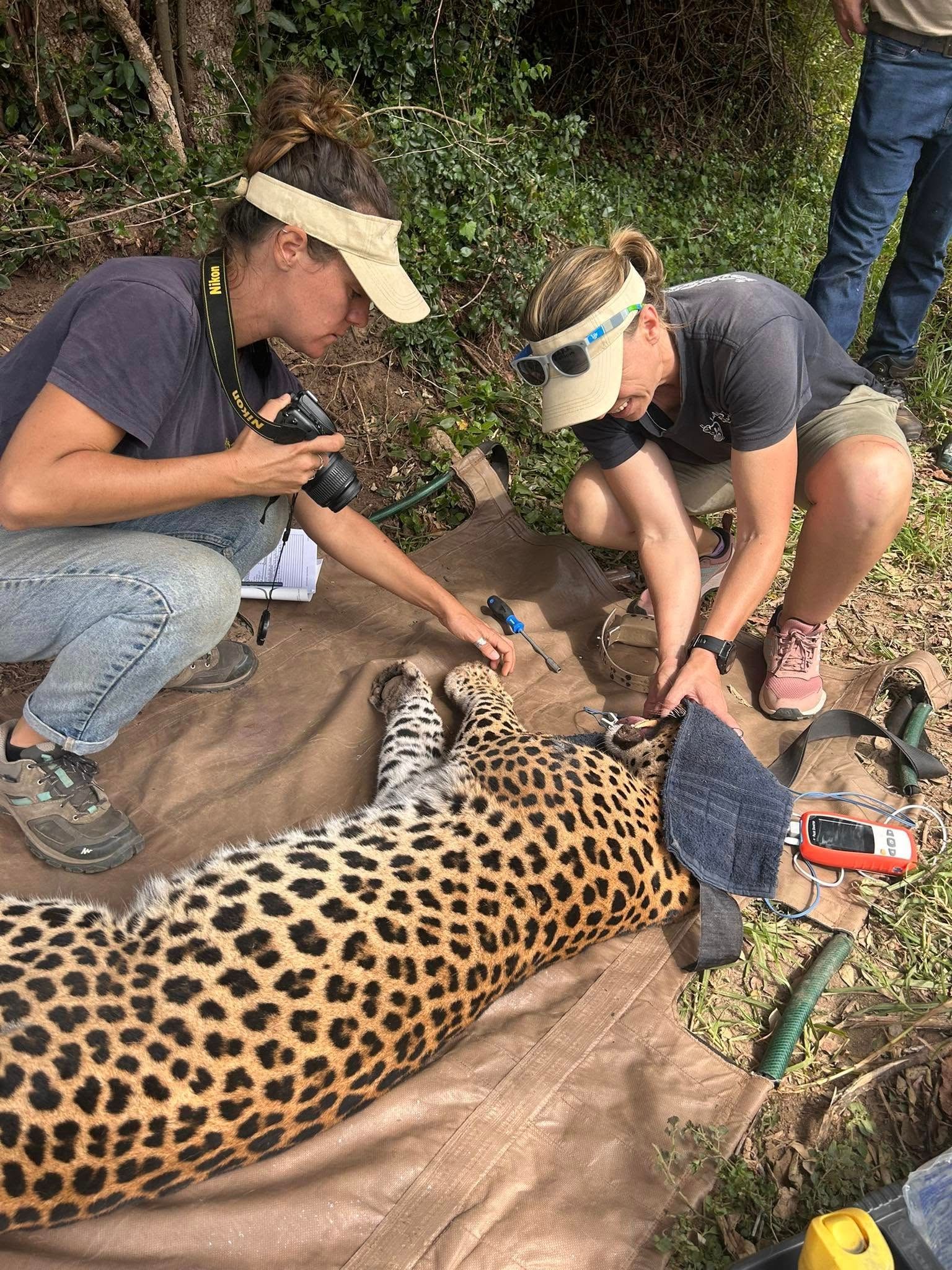 Help Rescue a Cape Leopard