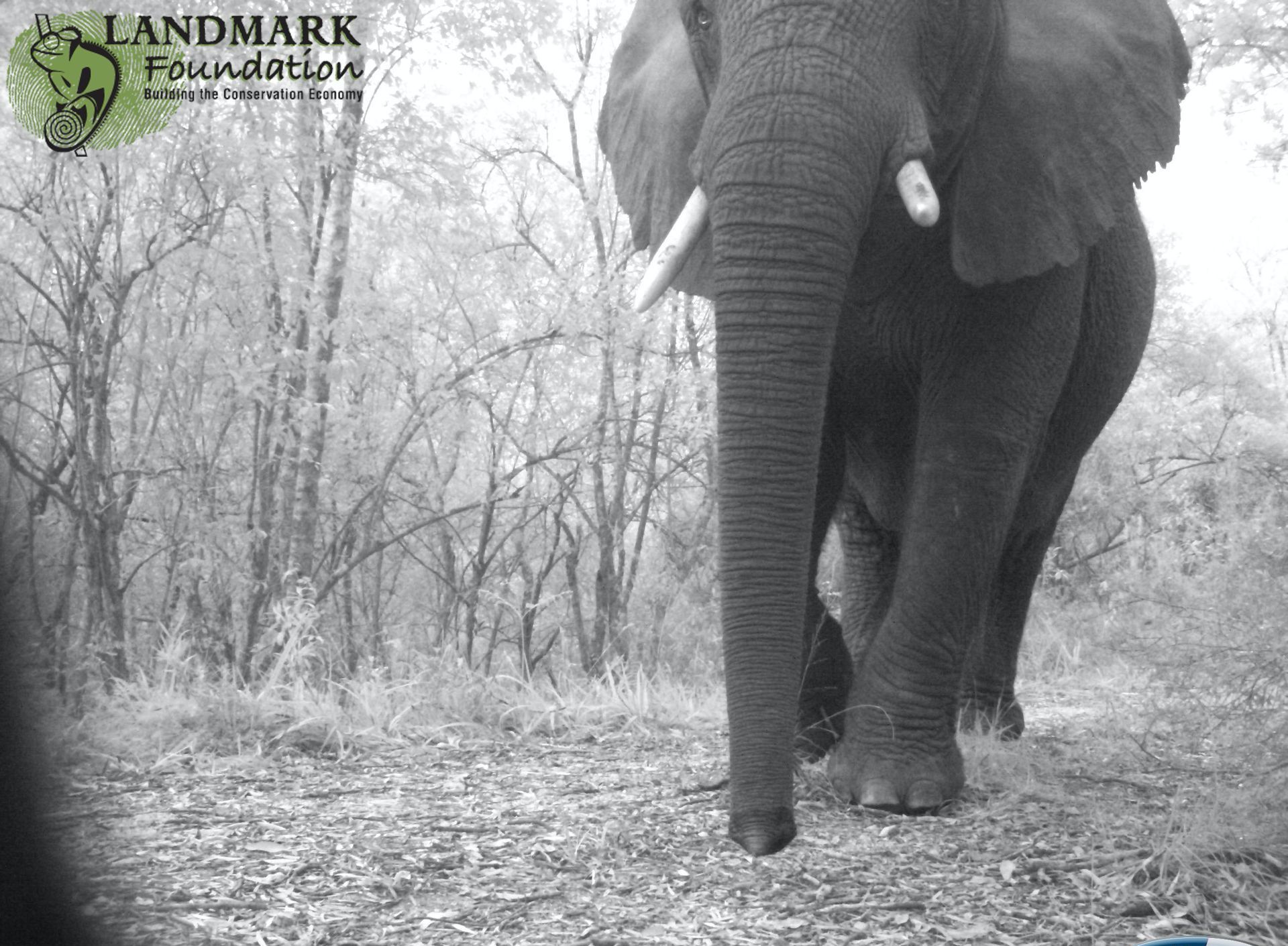 Elephant walking towards the camera in a wooded area; black and white.