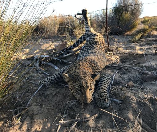 Leopard caught in barbed wire fence, lying on the ground in a field.