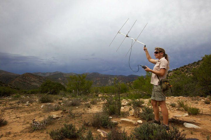 Woman in field using an antenna to track wildlife, mountains in background. Cloudy sky.