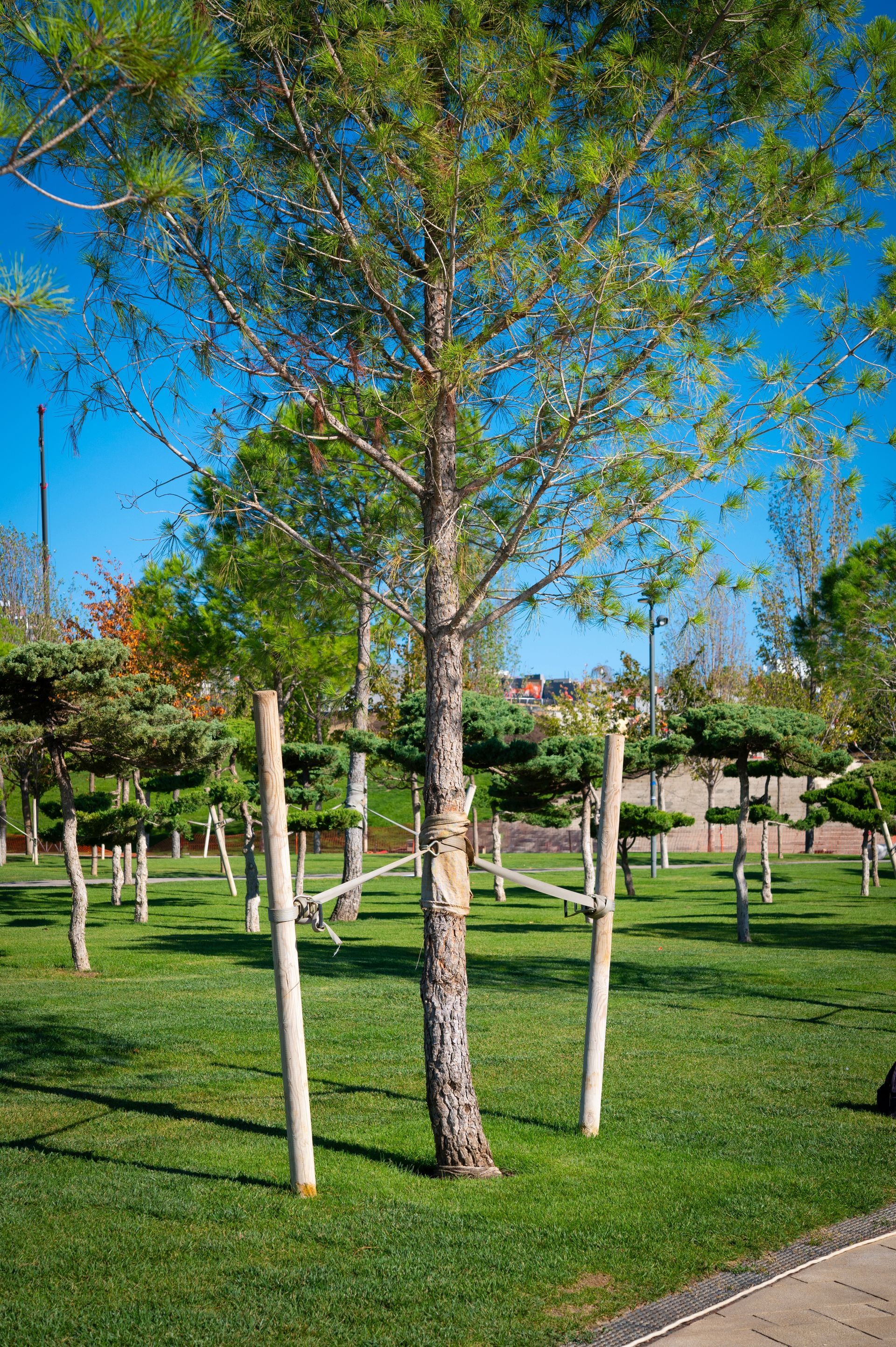 Garden Stakes / Tree Stakes