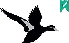 Black Duck Reseller Logo Square Black Duck Reseller Logo Square