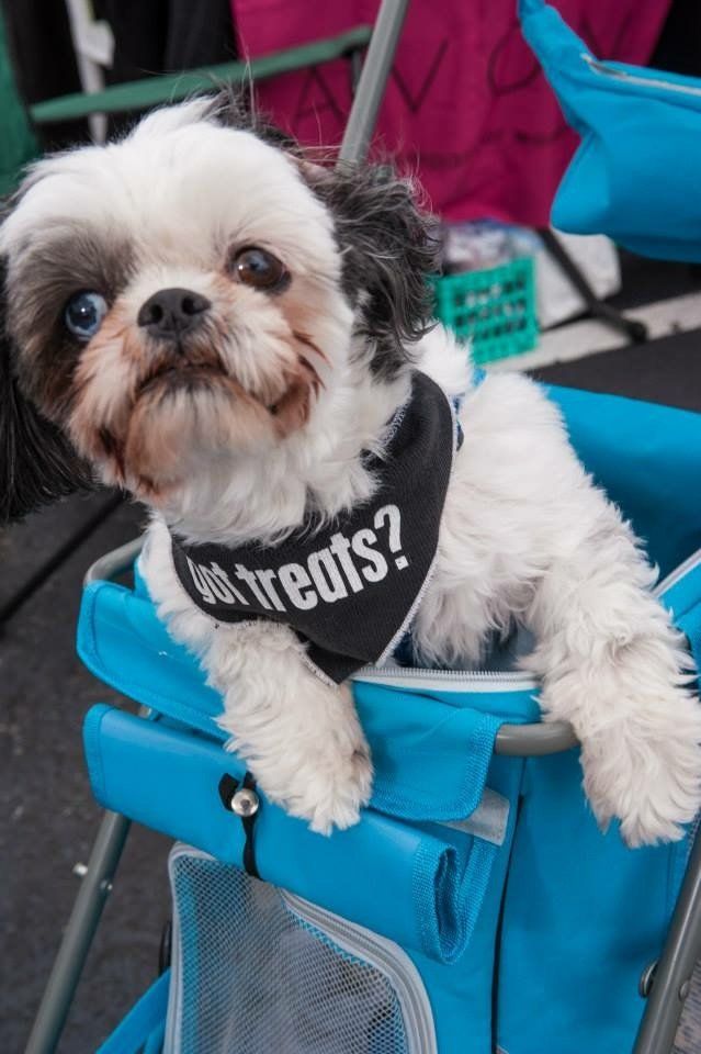 A small dog wearing a bandana that says treats on it