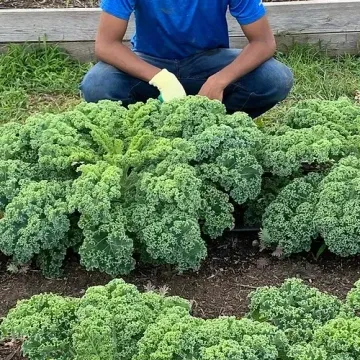 A man is kneeling down in front of a bunch of green plants.