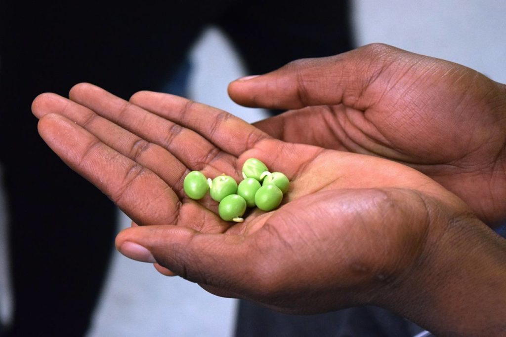 A person is holding a handful of green peas in their hand.