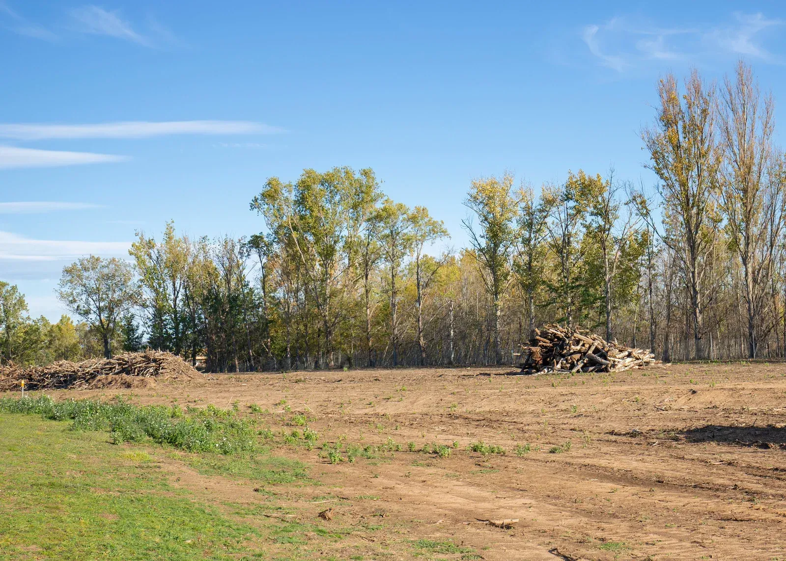 A dirt field with trees in the background and a pile of logs in the middle.