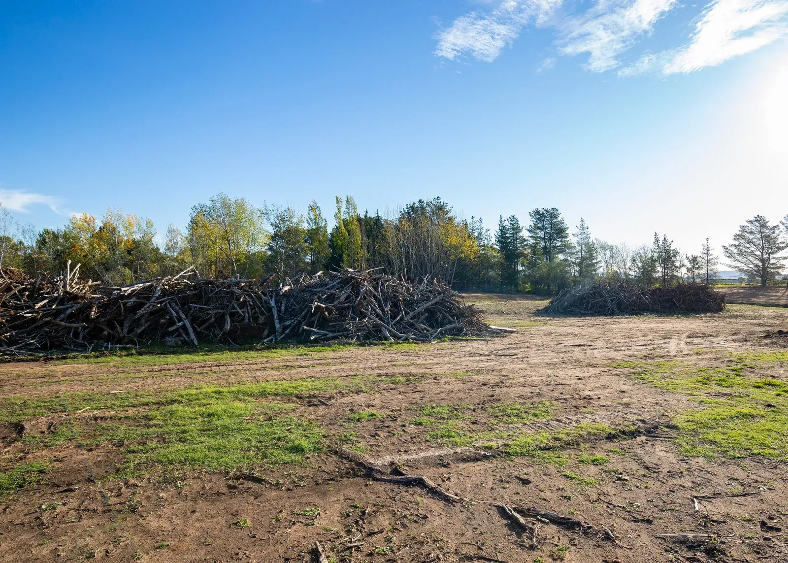 A pile of logs in a field with trees in the background.