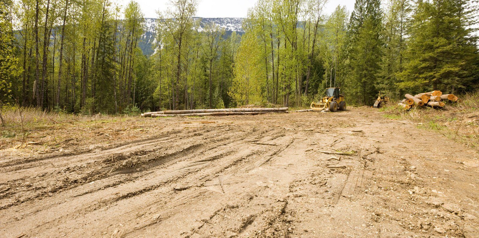 A dirt road in the middle of a forest with trees in the background.