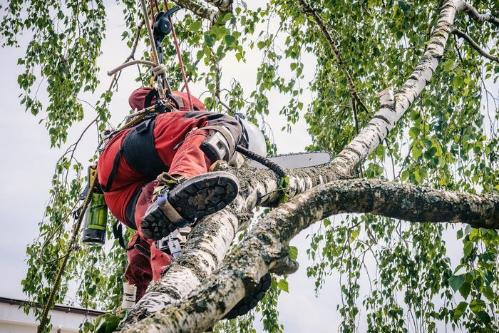 Arborist in red suit uses chainsaw to cut a tree branch, secured by ropes, in a tree.
