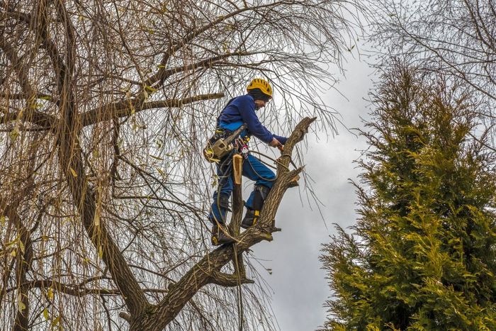 Arborist in blue outfit and helmet, pruning tree branches. Cloudy sky, outdoor setting.
