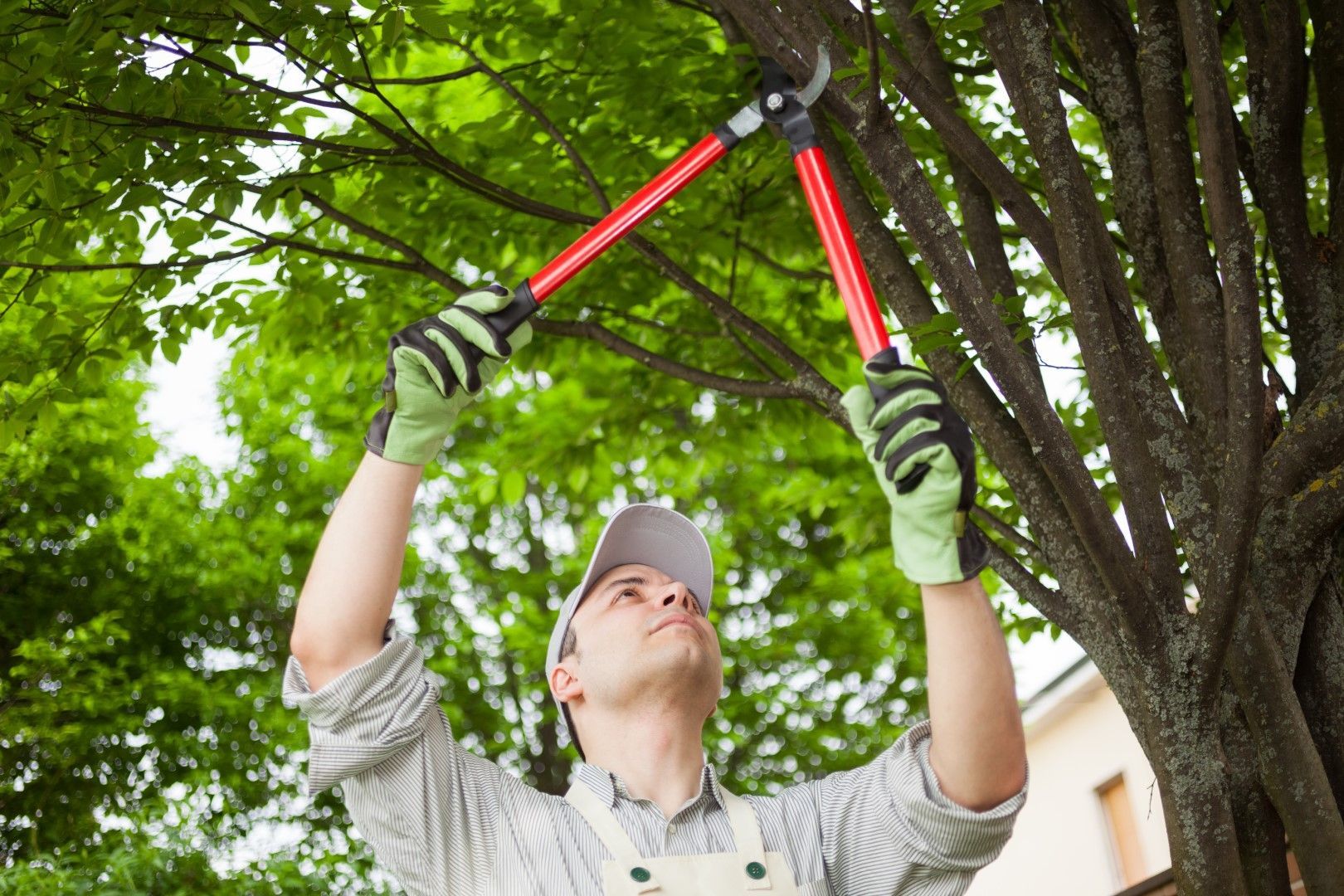 Man pruning a tree with long-handled shears, wearing a hat and gloves outdoors.
