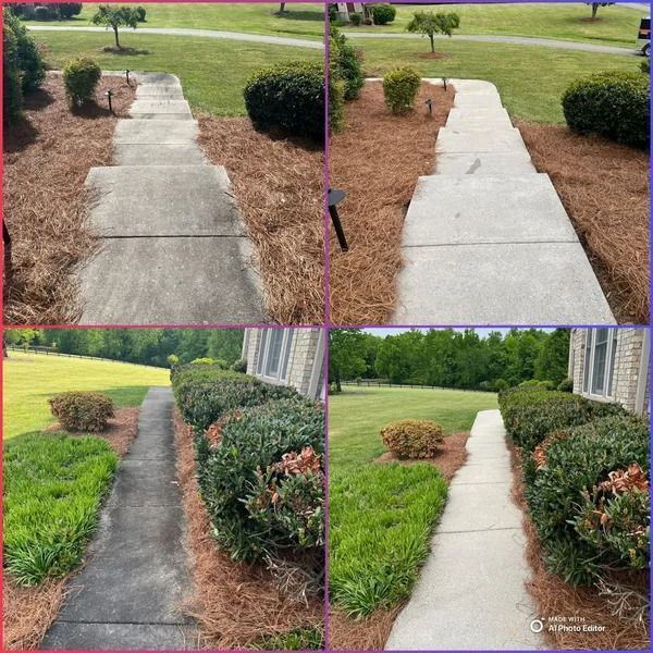 Four-panel comparison: concrete walkway before/after power washing. Walkway flanked by plants and pine straw.