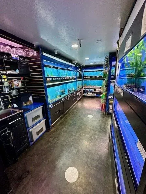 Interior view of a fish store with aquariums, blue and black shelving, and concrete flooring.
