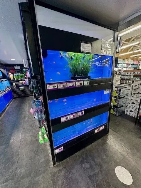 Fish tanks in pet store, with blue water and fish. Black shelves, bright lights.