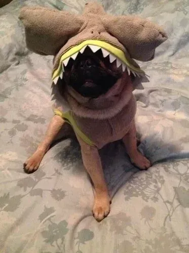 Pug dog wearing a Demogorgon costume, sitting on a bed with floral sheets.