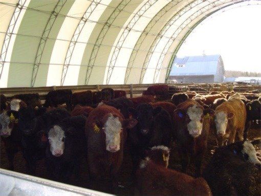 cover-tech inc. fabric buildings DOME BUILDINGS for cattle barn