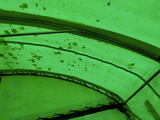 A green tent with a lot of leaves on it