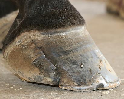 Close-up of a horse's hoof, showing the trimmed hoof, dark fur, and the sole resting on a concrete surface.
