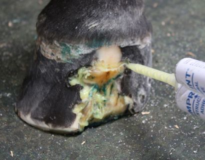 Horse hoof being treated with sealant; close-up shows injured area and application of a yellow adhesive.