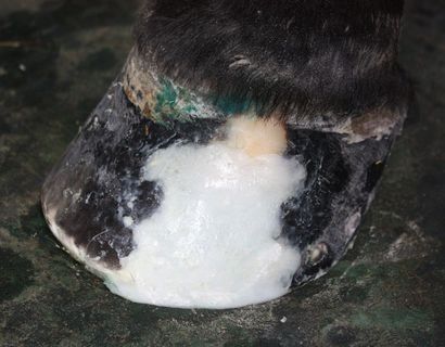 Horse hoof with white, foamy medication applied. Black hoof, dark fur.