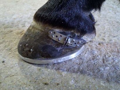 Black horse hoof with a metal horseshoe, secured with nails.